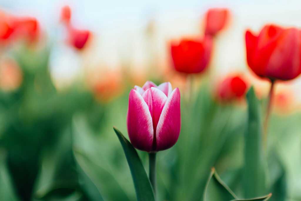 Embracing April's Symbolism: Renewal, Growth, and Transformation | Therapist Oakland
