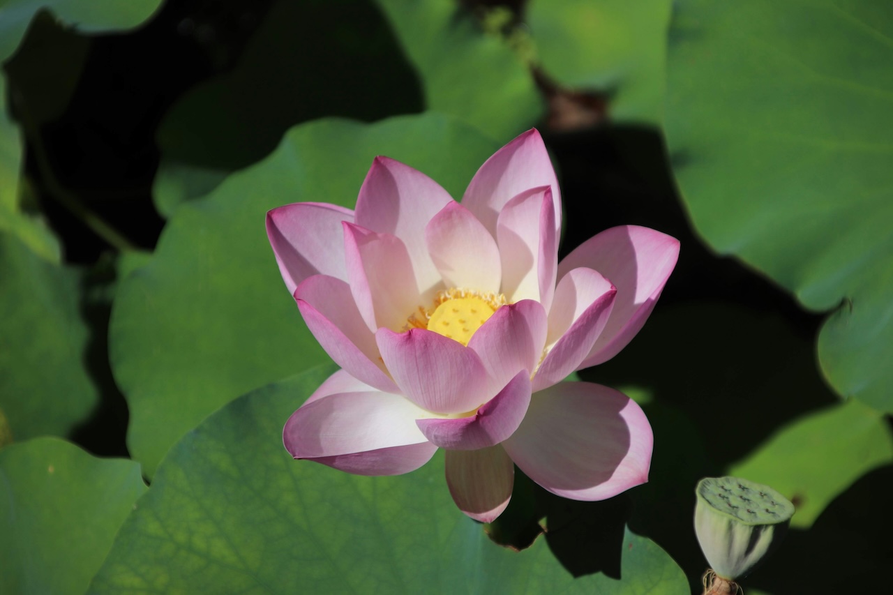 The Heart of Accessibility: Why Sliding Scale Therapy Matters